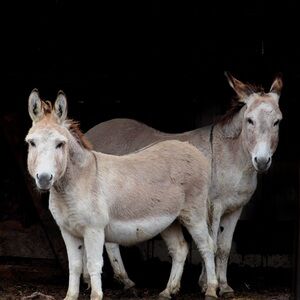 Western Photography Canvas Print